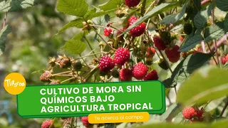 Cultivo de mora sin químicos bajo agricultura tropical - TvAgro por Juan Gonzalo Angel Restrepo