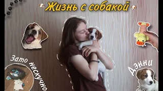 У нас появилась собака! 🐶