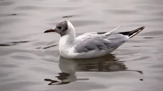 Озёрная чайка. ( Chroicocephalus ridibundus )