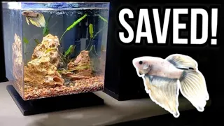 Saved BETTA From DEATH! (Aquascape & Fish Rescue) AMAZING Transformation! #2