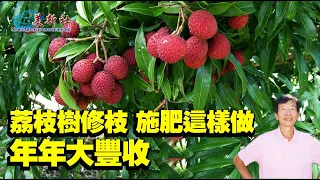 The secret of lychee tree fruit harvesting every year