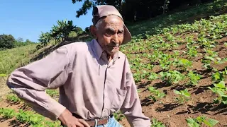 Tião 93 Anos Trabalha Dia Inteiro Na Roça Capinando