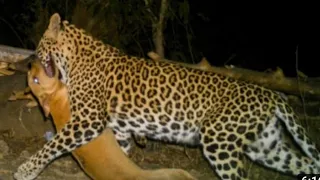 leopard attack in dog--shocking video😳😳