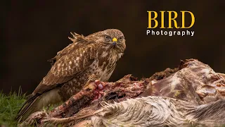 BIRD Photography The amazing Common Buzzard