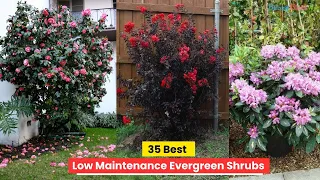 35 Best Low Maintenance Evergreen Shrubs