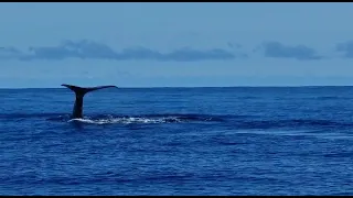 Sperm whale dive