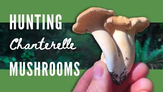 Chanterelle Mushroom Hunting, Harvesting, Foraging and Cooking