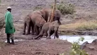 Слоны развлекаются  Смешные слоны и слонята