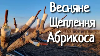 Щеплення абрикоса весною. Копуліровка в приклад.