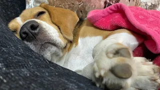 Snoring beagle 😴 watch till end