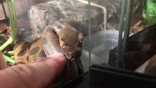 How to properly pet a baby Green Anaconda -- building trust with a future monster snake!