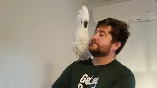 An argument with Demi the cockatoo