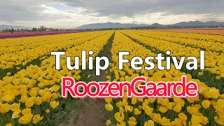 Skagit Valley Tulip Festival | RoozenGaarde | April 2023