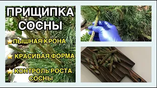 ✂️ПРИЩИПКА 🌲СОСНЫ для придания ПЫШНОСТИ, ФОРМЫ, сдерживания РОСТА❗️ КАК и КОГДА ПРИЩИПЫВАТЬ