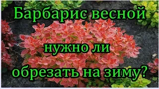 #Барбарис весной. Нужно ли обрезать на зиму?