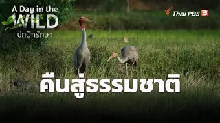 คืนสู่ธรรมชาติ | A Day in the WILD