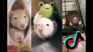 Cute Rats [TikTok Compilation] #1