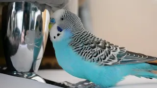 Budgie singing to mirror