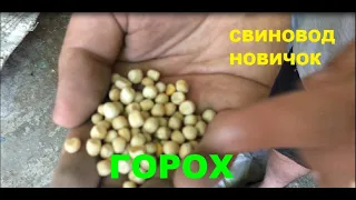 Горох для свиней, 18-15% на откорме! Откорм свиней. Свиноводство.