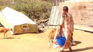 Videos etnográficos de Colombia, mujer de la etnia Wayúu con sus cabras