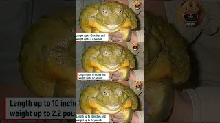 The largest frog in the world - the bullfrog #shorts