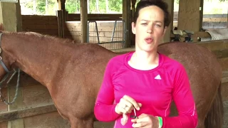 Learn how to properly brush your horse in 5 mins