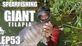 EP53 - GIANT TILAPIA #spearfishing #spearfishingphilippines #spearfishingcatchandcook #buhayilog