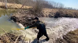 MONSTER BEAVER DAM WHICH FLOODED BIG AREA!