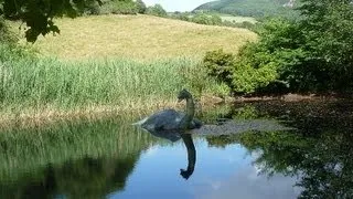 New Picture Of "Loch Ness Monster" Released -- Photo Described As Possibly Best Ever! -- Report