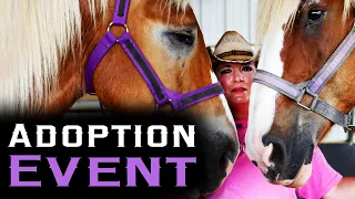 Adoption Event - Horse Rescue Heroes | S3E6