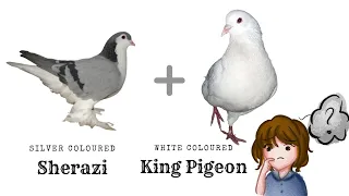 King pigeon and Silver Shirazi pigeon cross # Pigeon Mutations