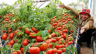Growing Tomatoes Very Easily At Home, Lots Of Fruit And Harvest All Year Round