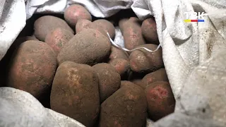 Супруги Пыхтины: картофель – дело семейное