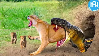 50 Tragic Moments! When Animals Messed With The Wrong Opponent - When Animals Go On A Rampage! #9