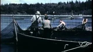 The Days of Salmon Traps & Fish Pirates