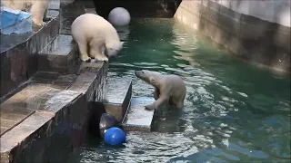 Медвежатам очень нравится прыгать в воду 16.04.2024