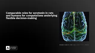 Comparable roles for serotonin in rats and humans for computations underlying flexible decision-m...