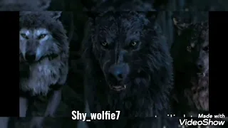 Twilight saga wolf Blood/Watter (SPECIAL 46 SUBS)