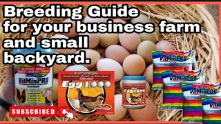 Tamang Paggamit ng Egg1000 at Vitminpro sa inyong mga manok at small backyard /Business Farm Guide.