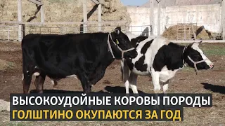 Высокоудойные коровы породы Голштино окупаются за год