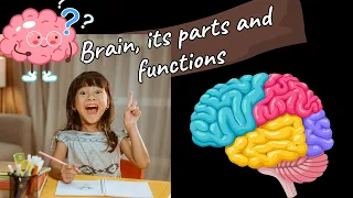 Brain; parts of brain and their functions; cerebrum cerebellum brainstem; science for kids