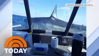 Shocking Video Shows Shark Landing On A New Zealand Fishing Boat