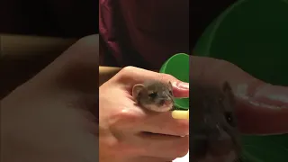 (3) Feeding Baby Stoat Dambi with Milk