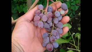 Виноград кишмиш Юпитер. Сезон 2016 (Grapes Jupiter seedless. Season 2016)