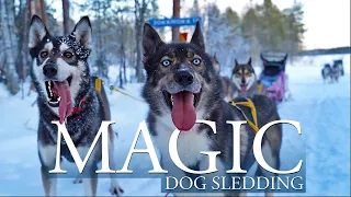 Husky Sledding, Snow & Magic Lights | SIBERIAN HUSKIES