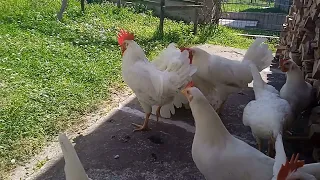 leghorn u prirodi