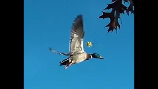 Dropped In Their Tracks Archery Kills & Dead Duck Flying