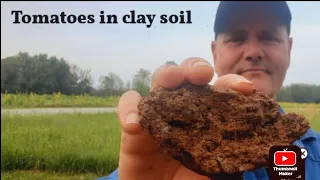 A different way to plant tomatoes in clay soil.