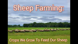 Sheep Farming: Crops We Grow To Feed Our Sheep