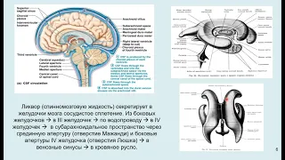 Дубынин В. А. - Мозг: как он устроен и работает - Лекция 2